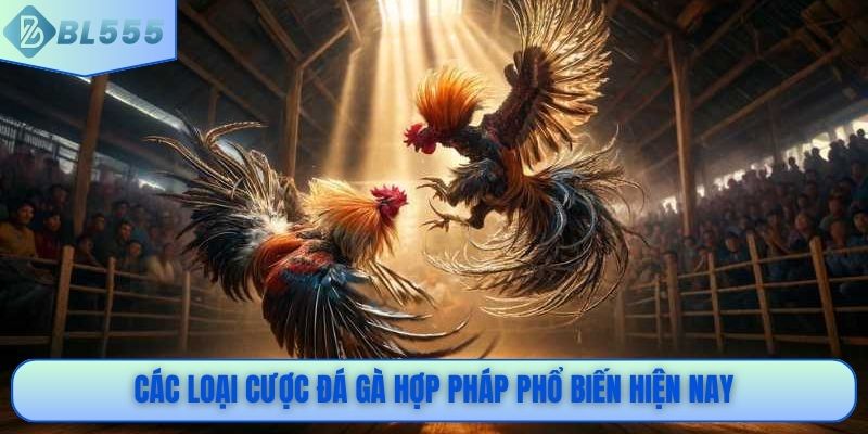 Các loại cược đá gà hợp pháp phổ biến hiện nay