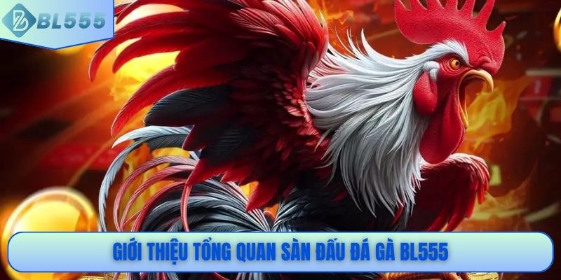 Giới thiệu tổng quan sàn đấu đá gà BL555