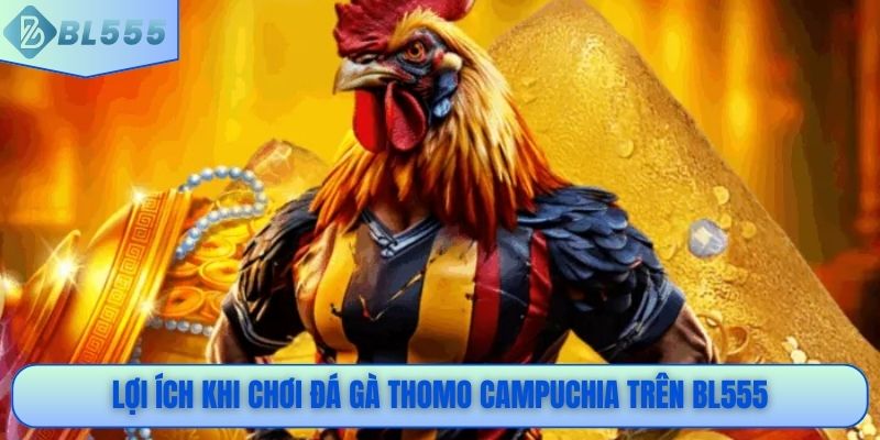 Lợi ích khi chơi đá gà Thomo Campuchia trên BL555